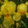Noszirom_sarga_225287_94750_t