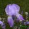 nőszirom világos lila