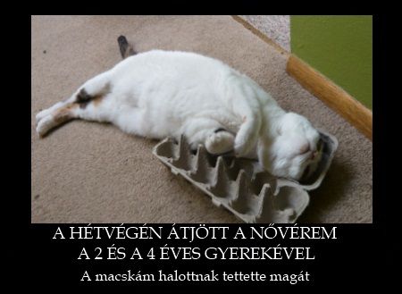 Okos macska!