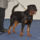 Rottweiler_graz15_2025435_9586_t