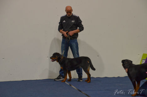 Rottweiler Graz-27