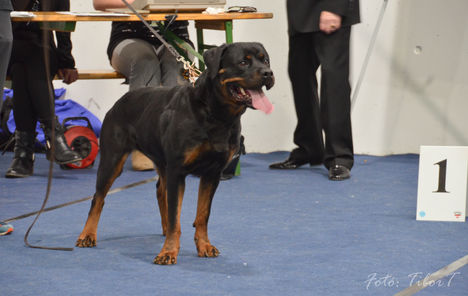 Rottweiler Graz-44