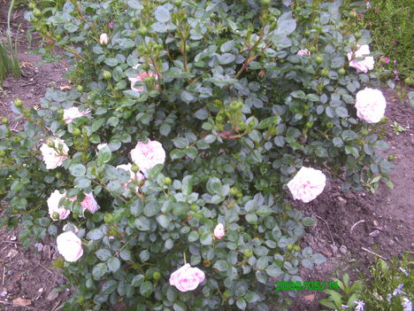rózsaszin rózsa