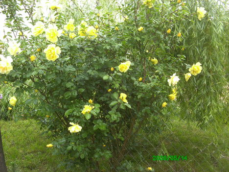 sárga rózsa május