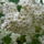 Tavasz_225905_54325_t