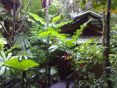 esőerdőben