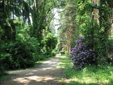 Kámoni Arborétum (1)