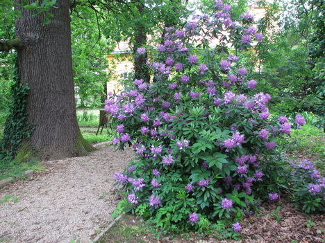 Kámoni Arborétum (26)