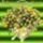 Kiraly_erzsikenek_boldog_szuletesnapot_kivanunk__2026653_5062_t