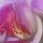 Orhidea-002_226733_66140_t