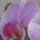 Orhidea_226735_43623_t