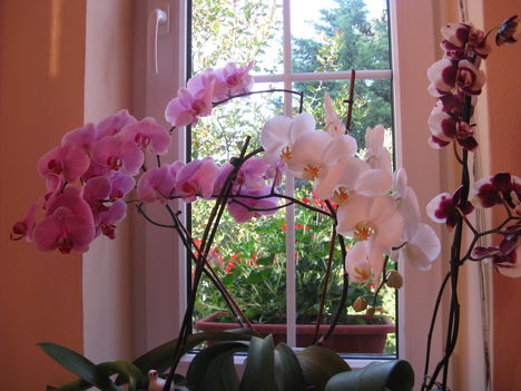 orhideák....Ugye milyen szép!?