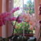 orhideák....Ugye milyen szép!?