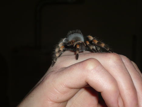 Smithi