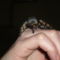 Smithi