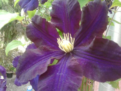 Clematis