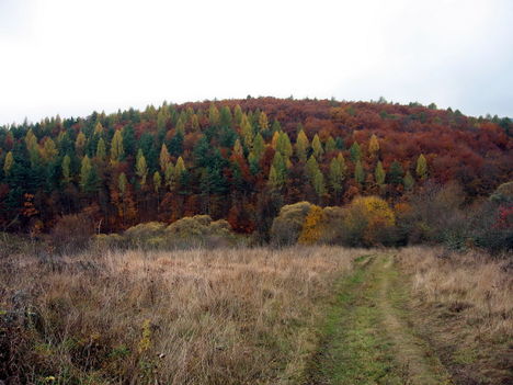 Fenyves az Aggteleki-karszton