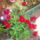 Kedvenceim16_5-008_227365_14876_t