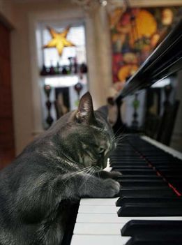 Macska a zongoránál!