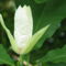 Magnólia-virág