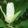 Magnoliavirag_227332_45217_t