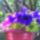 Petonia_227125_54241_t