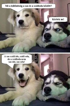Vicces kutya!