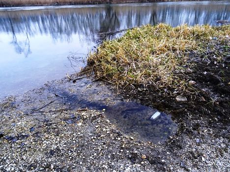 A Mosoni-Duna kisvizes időszakokban erőteljesen megcsapolja a térségi talajvizet Lickópusztánál, Mecsér 2017. február 10.-én 1