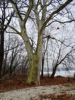 A régi Márialigeti öntözőrendszer vízkivételi helyén álló öreg platán fa, a Lajta folyó bal partján,  Hegyeshalom 2017 január 27 (8)