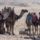 Egyiptom_2008_166_228654_74785_t