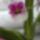 Orchidea_7_2028032_9356_t
