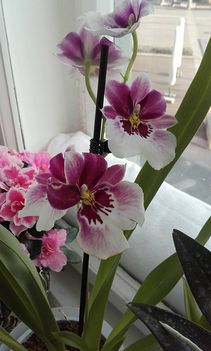 Orchidea 8