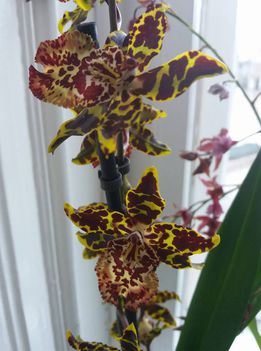 Orhideák 1