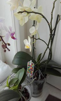 Orhideák 2