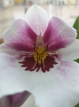 Orhideák 4