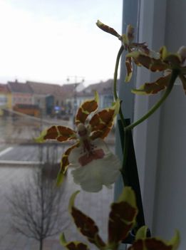 Orhideák 6