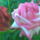 Rozsa-002_228033_76595_t