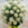 Szeretettel__2028932_6246_t