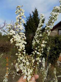 Telt-virágú kökénylevelű gyöngyvessző, Spiraea prunifolia