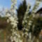 Telt-virágú kökénylevelű gyöngyvessző, Spiraea prunifolia