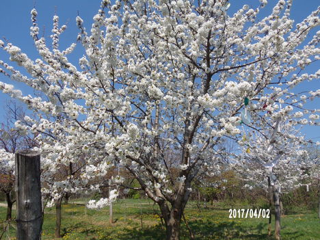 Virágba borult cseresznyefa