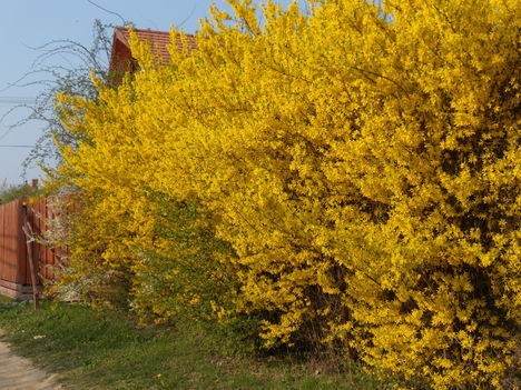 Aranyvessző