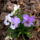 Arvacska_229422_31449_t