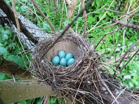 Az énekes rigó 5 szép kék tojást rakott az Aranyosszigeti erdőben rejtőzködő fészkébe, Mosonmagyaróvár 2017. április 12.-én 2