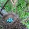 Az énekes rigó 5 szép kék tojást rakott az Aranyosszigeti erdőben rejtőzködő fészkébe, Mosonmagyaróvár 2017. április 12.-én 3
