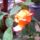 Kep_047_229397_88954_t