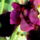 Lilas_bordo_noszirom_229406_65383_t
