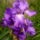 Noszirom_229410_80910_t