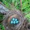 Öt kék színű tojást rakott a héten az énekes rigó,  Szigetköz 2017 április 12.-én