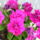 Petunia_229433_44860_t